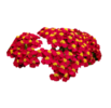 ./flower_pictures/achillea_paprika.png