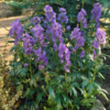 ./flower_pictures/aconitum.png