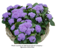 ./flower_pictures/ageratum.png