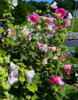 ./flower_pictures/alcea_rugosa.png