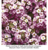 ./flower_pictures/alyssum.png