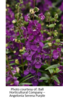 ./flower_pictures/angelonia_purple.png