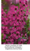 ./flower_pictures/angelonia_rose.png