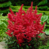 ./flower_pictures/astilbe_fanal.png