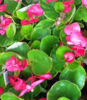 ./flower_pictures/begonia_wax_pink.png