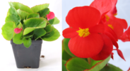 ./flower_pictures/begonia_wax_red.png