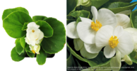 ./flower_pictures/begonia_wax_white.png
