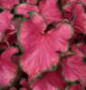 ./flower_pictures/caladium_flare.png