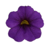 ./flower_pictures/calibrachoa_blue_midnight.png