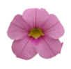 ./flower_pictures/calibrachoa_light_pink.png