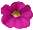 ./flower_pictures/calibrachoa_pink.png
