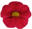 ./flower_pictures/calibrachoa_red.png