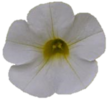 ./flower_pictures/calibrachoa_white.png