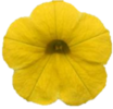 ./flower_pictures/calibrachoa_yellow.png