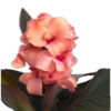 ./flower_pictures/canna_bronze_peach.png