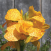 ./flower_pictures/canna_gold_leopard.png