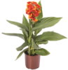 ./flower_pictures/canna_red_golden.png