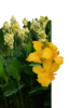 ./flower_pictures/canna_yellow.png