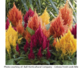 ./flower_pictures/celosia.png