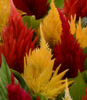./flower_pictures/celosia_flama.png