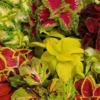 ./flower_pictures/coleus_shade.png