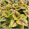 ./flower_pictures/coleus_sunlover.png