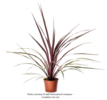 ./flower_pictures/cordyline_cancan.png