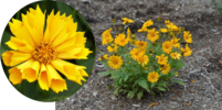 ./flower_pictures/coreopsis_jethro.png