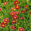 ./flower_pictures/coreopsis_mercury.png
