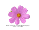 ./flower_pictures/cosmos_pink.png