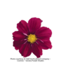./flower_pictures/cosmos_purple.png