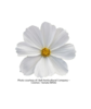 ./flower_pictures/cosmos_white.png