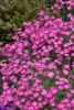 ./flower_pictures/dianthus_firewitch.png
