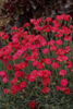 ./flower_pictures/dianthus_frosty_fire.png