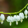 ./flower_pictures/dicentra_alba.png