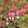 ./flower_pictures/dicentra_pink.png