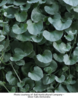 ./flower_pictures/dichondra_silver_falls.png
