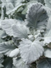./flower_pictures/dusty_miller.png