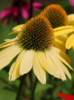 ./flower_pictures/echinacea_mellow_yellow.png