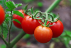 ./flower_pictures/edible_cherry_tomato.png