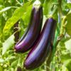 ./flower_pictures/edible_eggplant.png