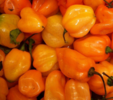./flower_pictures/edible_habanero.png