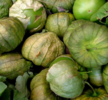 ./flower_pictures/edible_tomatillo.png
