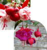 ./flower_pictures/hanging_basket_fuchsia.png