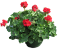 ./flower_pictures/hanging_basket_geranium.png