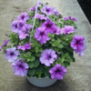 ./flower_pictures/hanging_basket_petunia.png