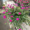 ./flower_pictures/hanging_basket_portulaca.png