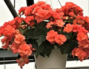 ./flower_pictures/hanging_basket_tuberous_begonia.png