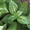 ./flower_pictures/herb_basil_genovese.png