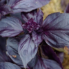 ./flower_pictures/herb_basil_purple.png